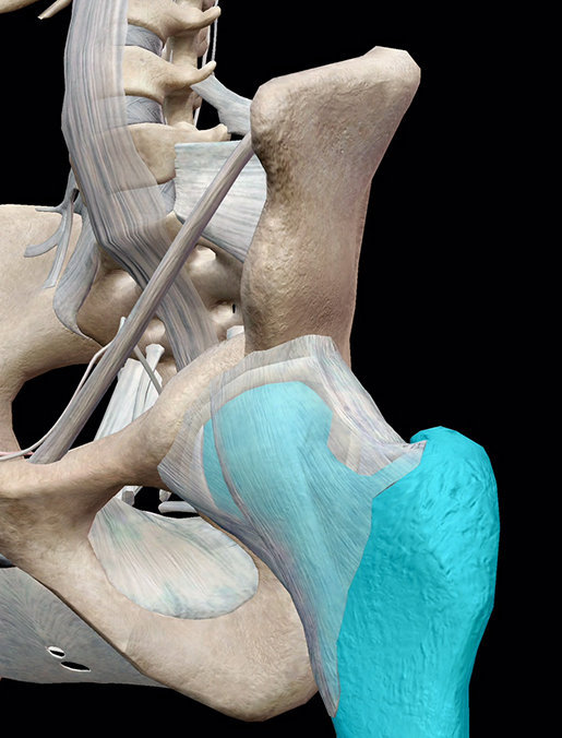 femur-facts-greater-trochanter